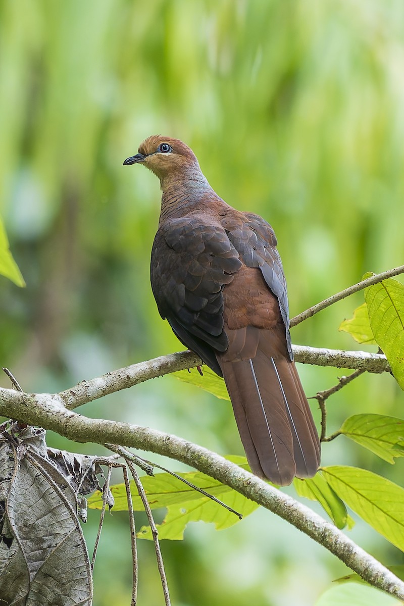 Amboyna Cuckoo-Dove - ML646779928