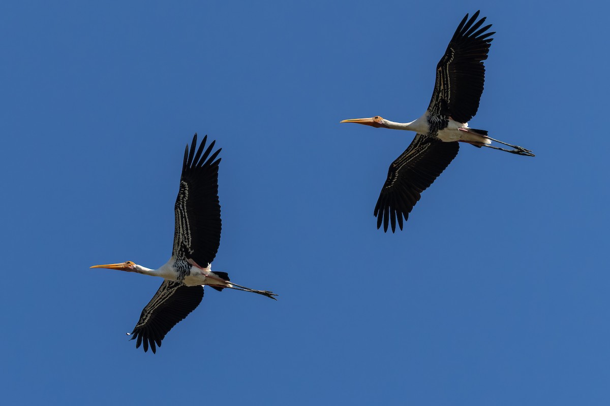 Buntstorch - ML646779930