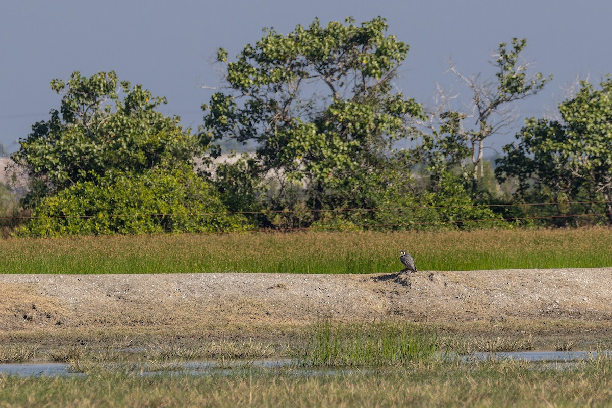 Wanderfalke - ML646779932