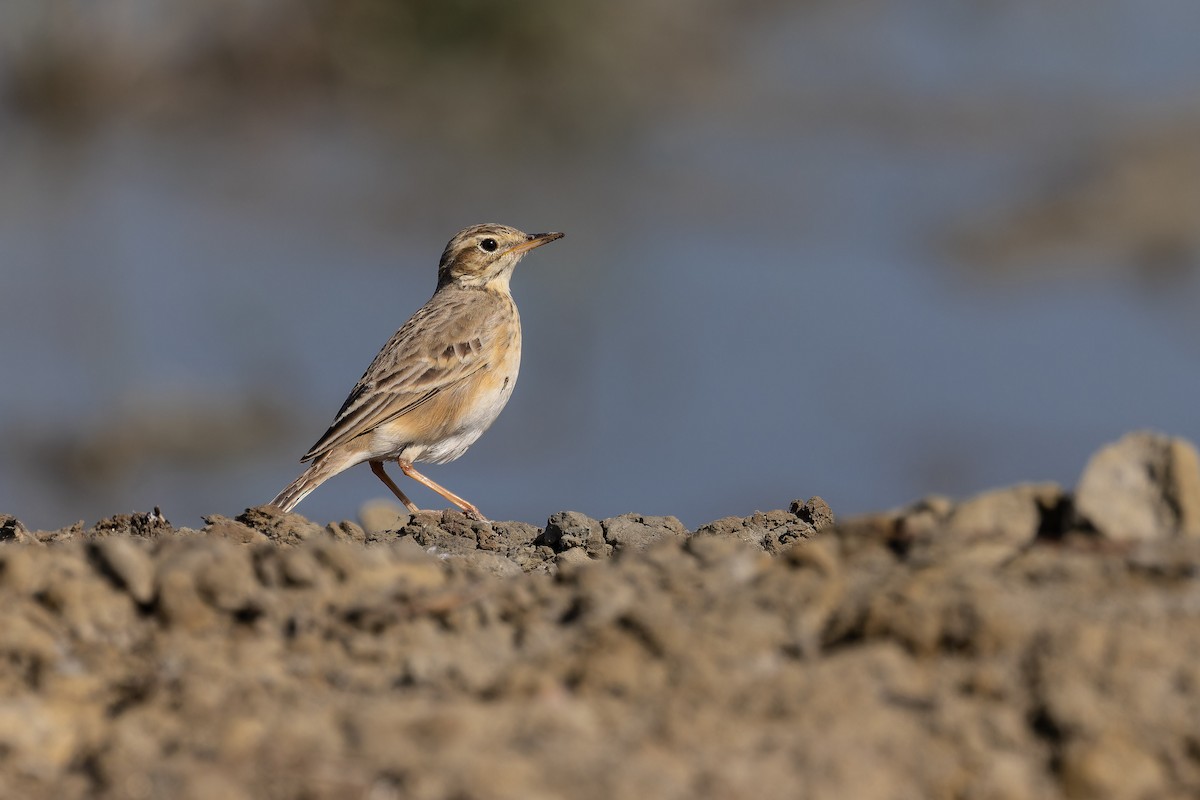 Orientspornpieper - ML646779934