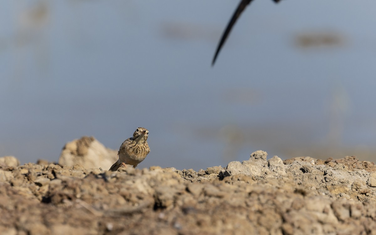 Orientspornpieper - ML646779935