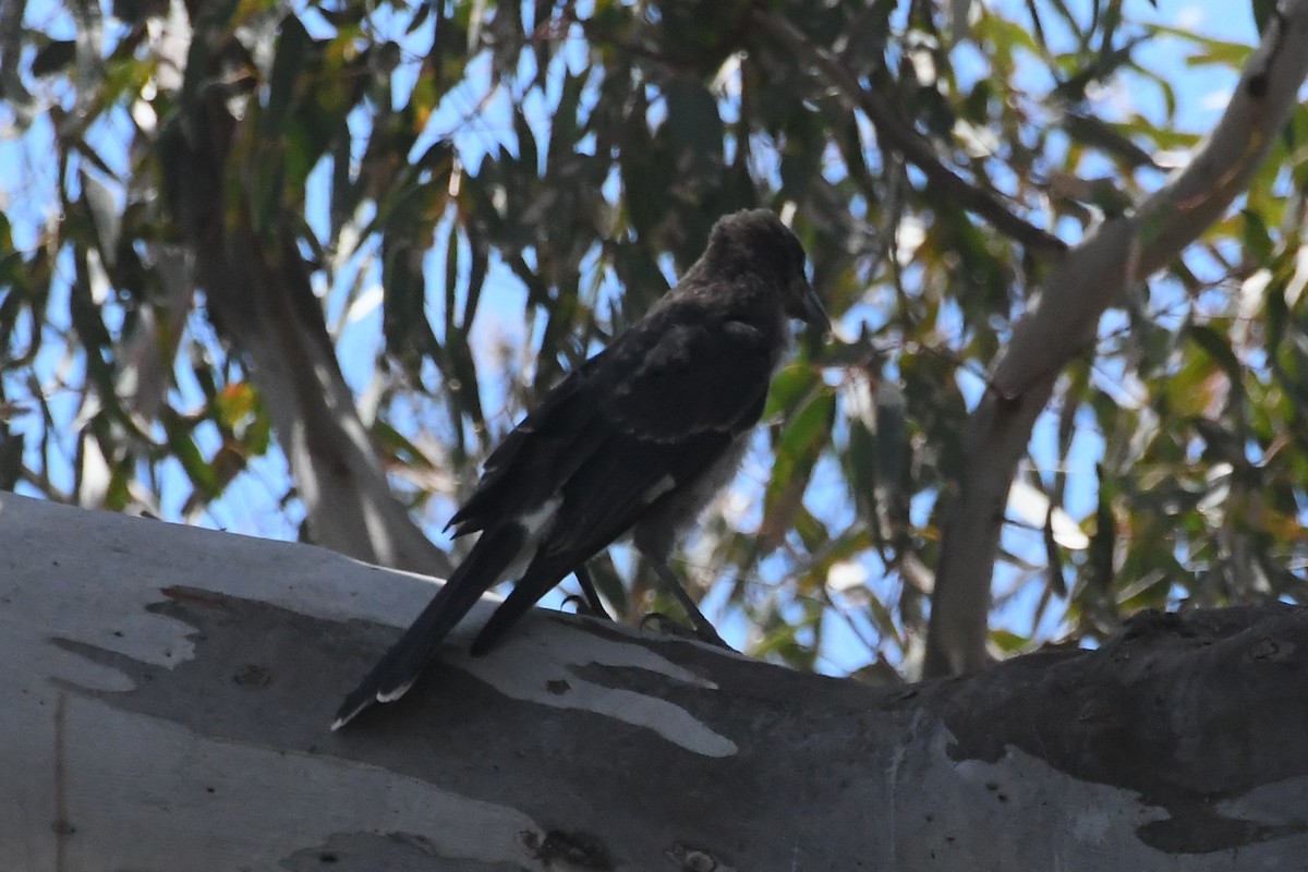 flétňák stračí - ML646779936