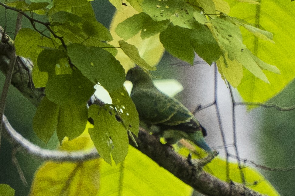 Superb Fruit-Dove - ML646779937