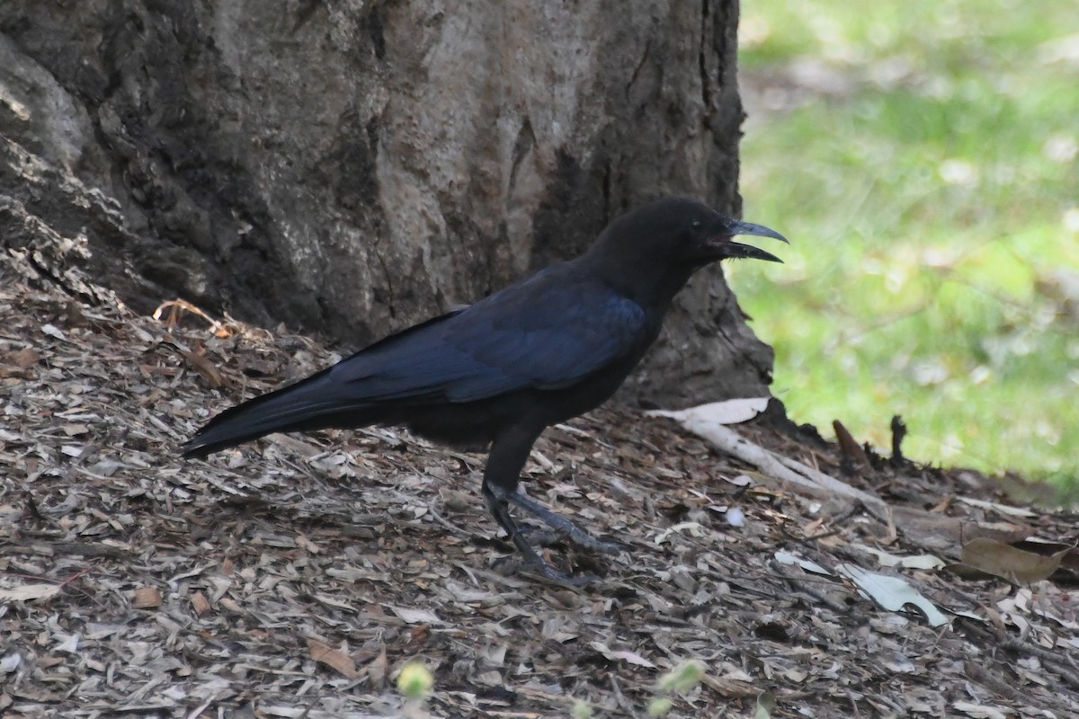 Little Raven - ML646779940