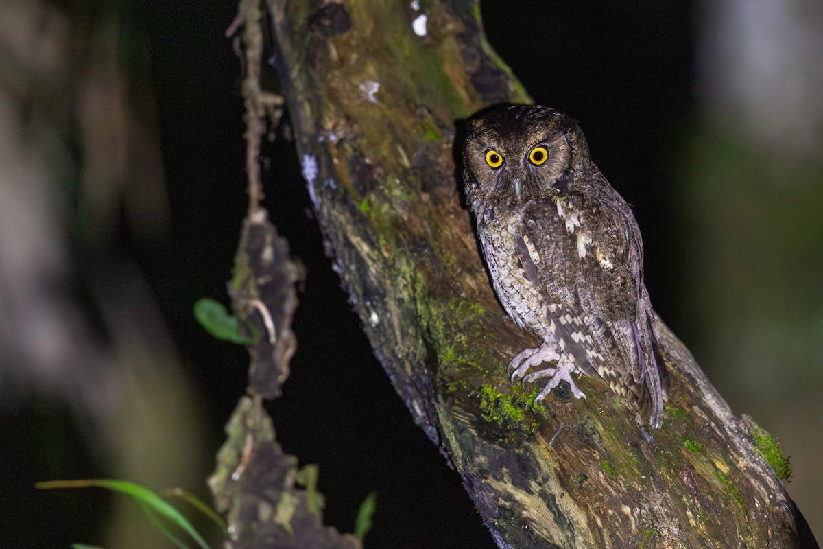 Сплюшка темноголова - ML646779943