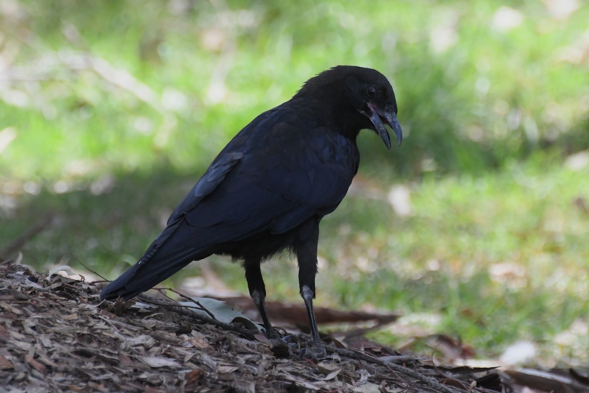 Little Raven - ML646779944