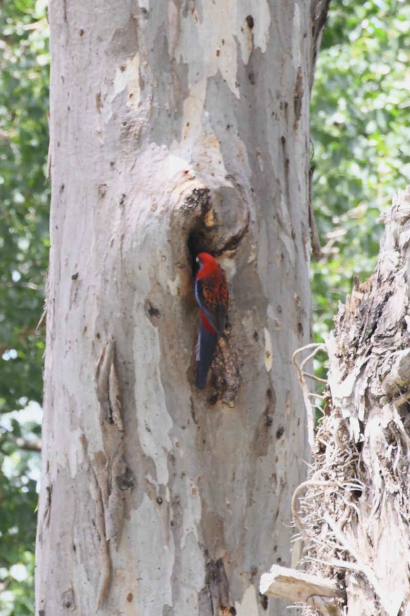 rosela Pennantova - ML646779948