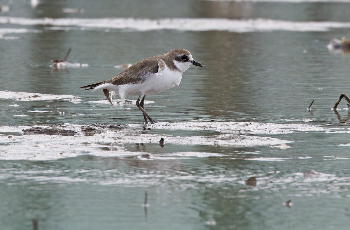 Txirritxo mongoliarra - ML646779954