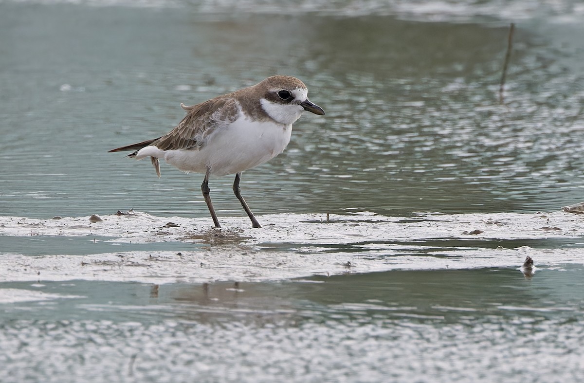 Txirritxo mongoliarra - ML646779955