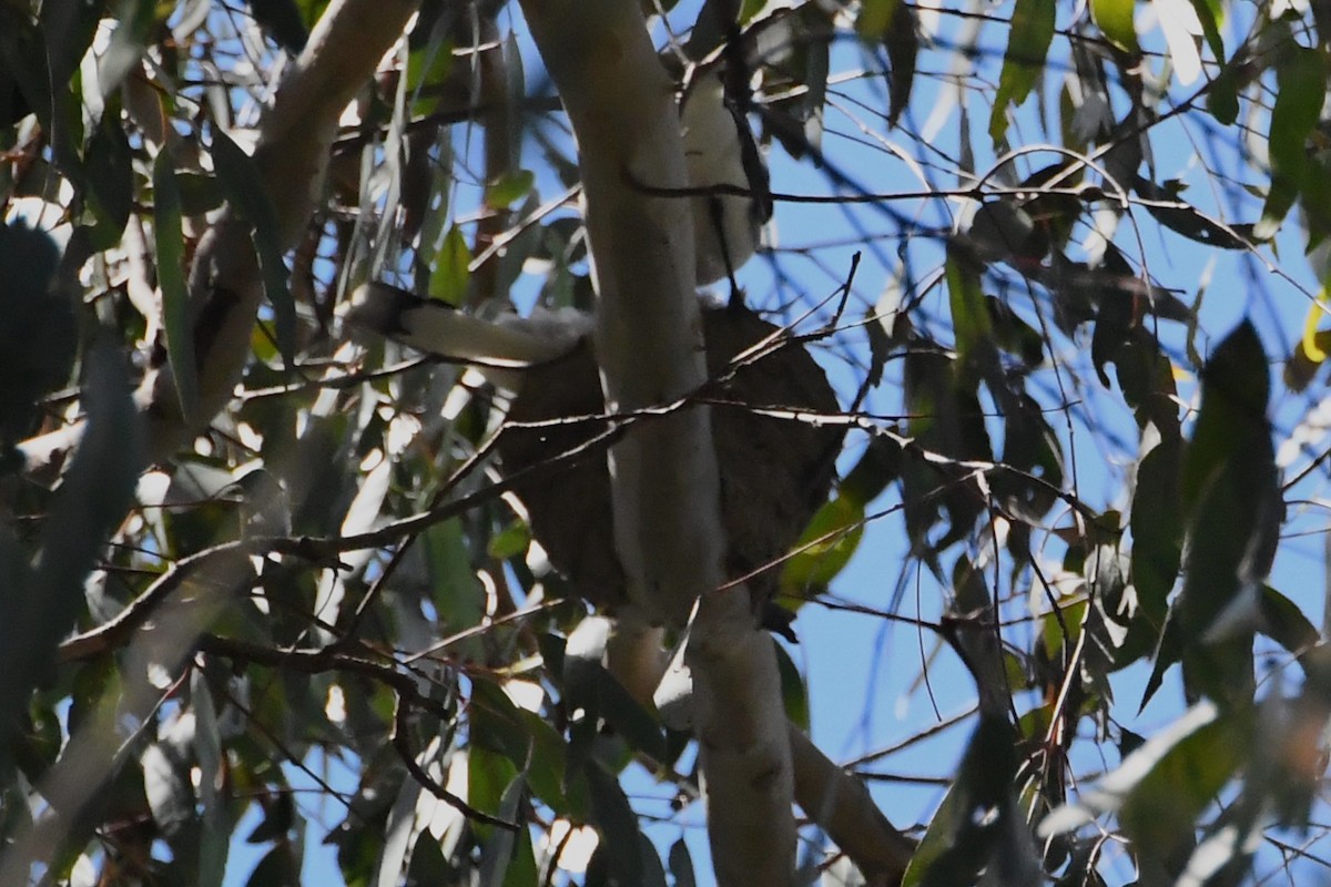 Magpie-lark - ML646779956