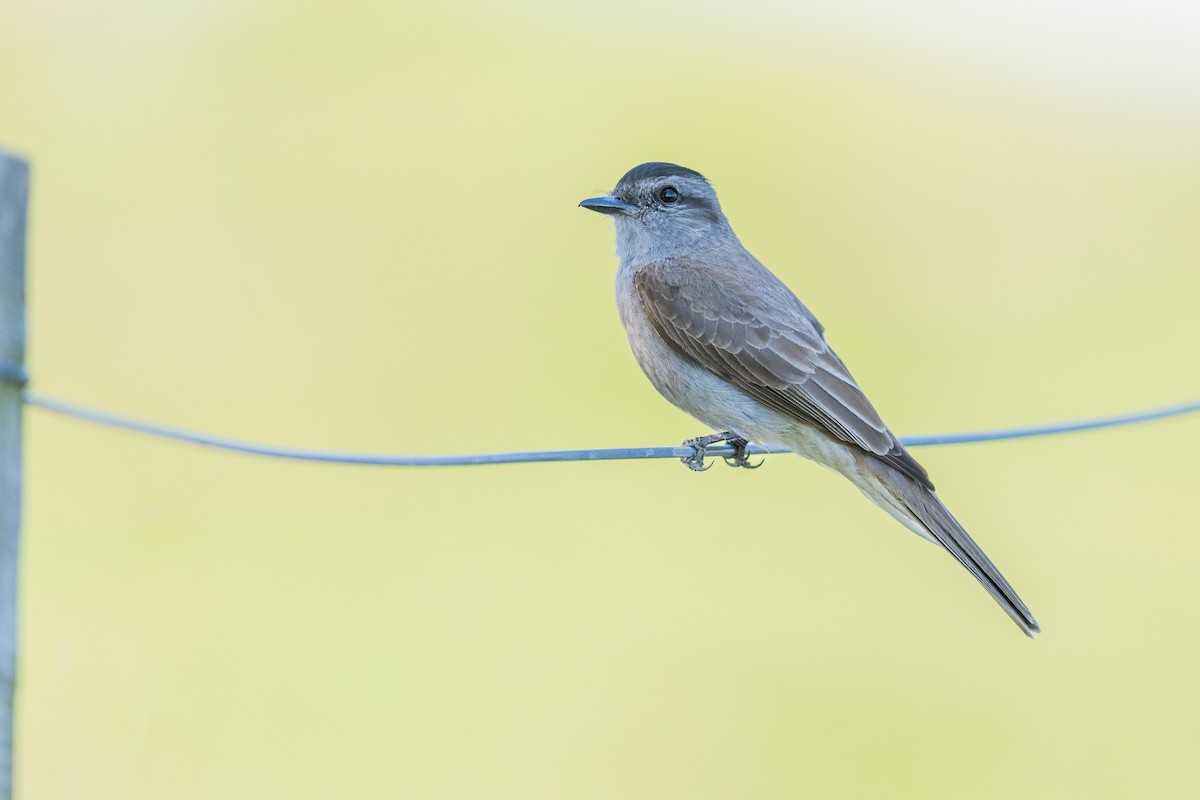 Туквіто чорноголовий - ML646779959
