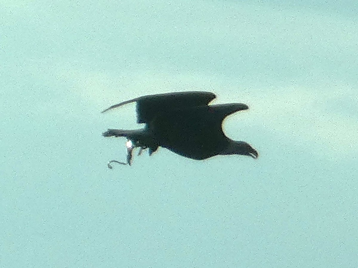 Pygargue à tête blanche - ML646779962