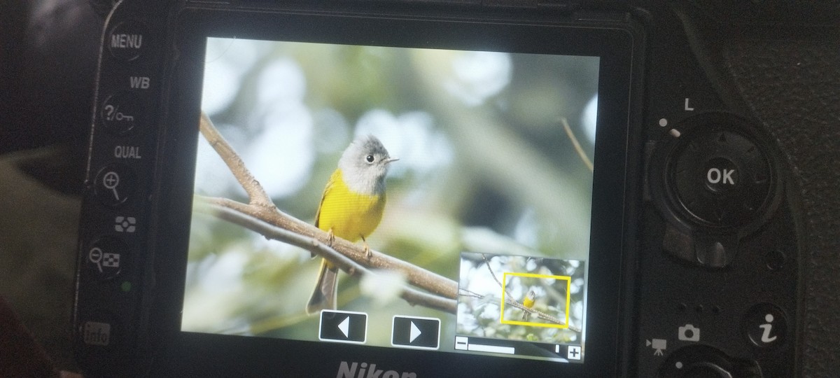 Gray-headed Canary-Flycatcher - ML646779963