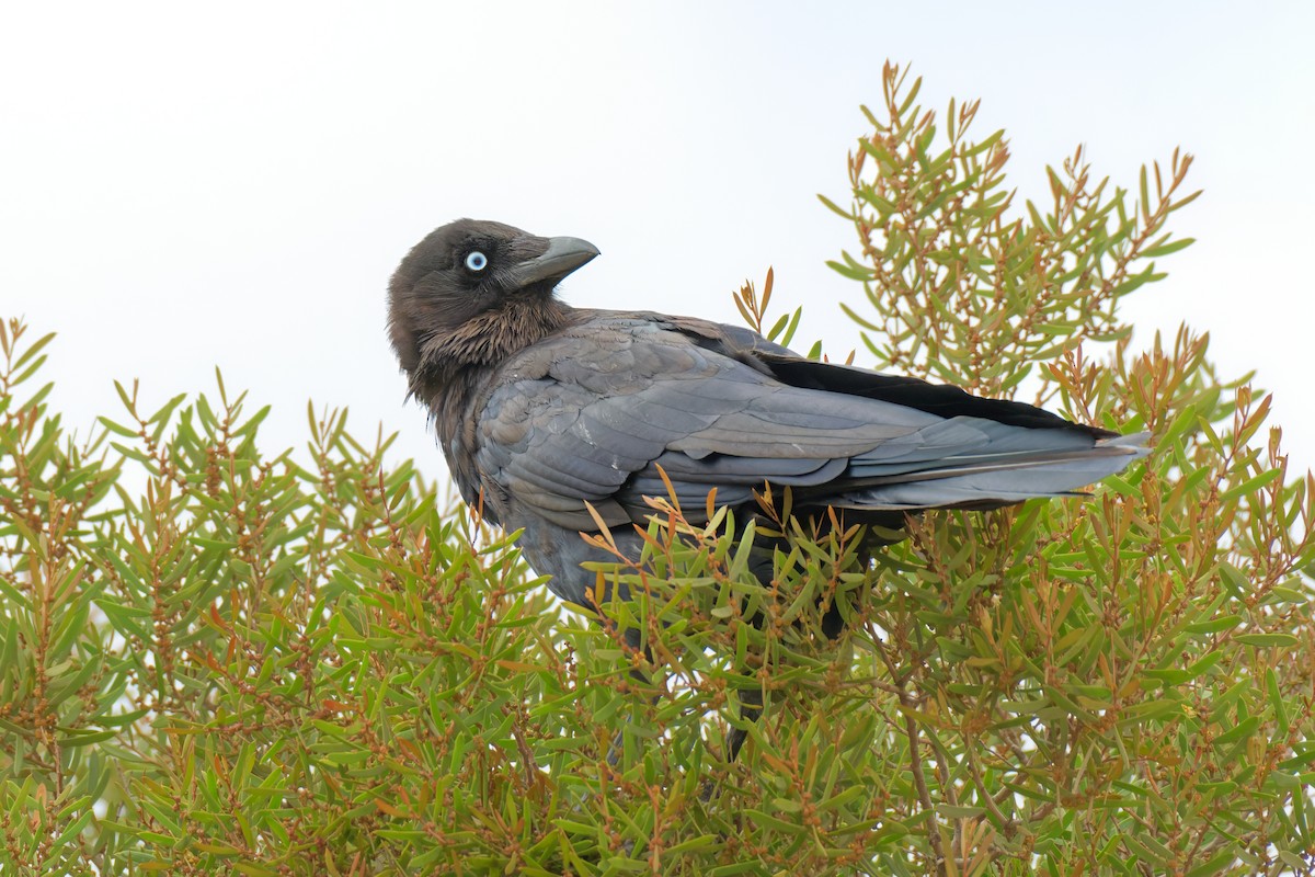 Little Crow - ML646779964