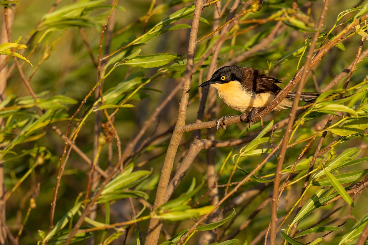 Мімик - ML646779965