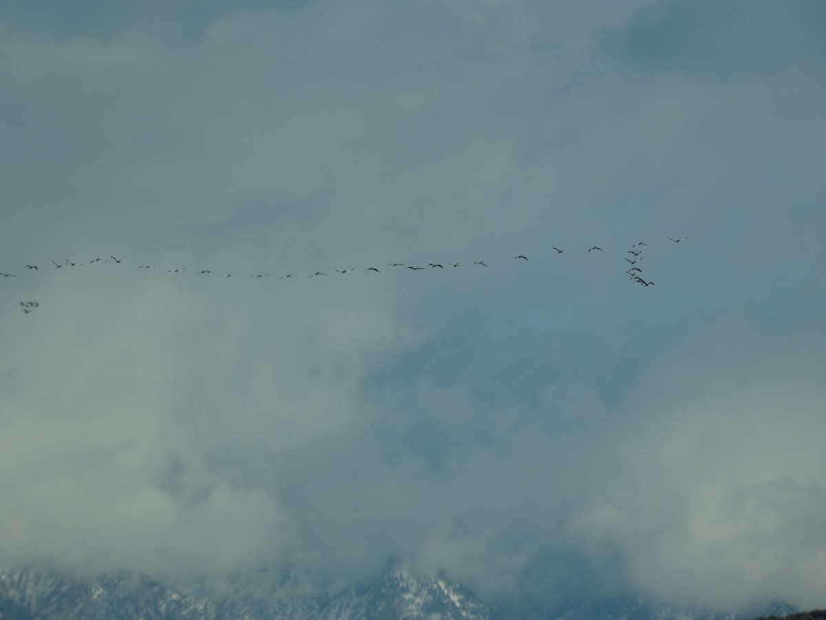 Amerika Pelikanı - ML646779966