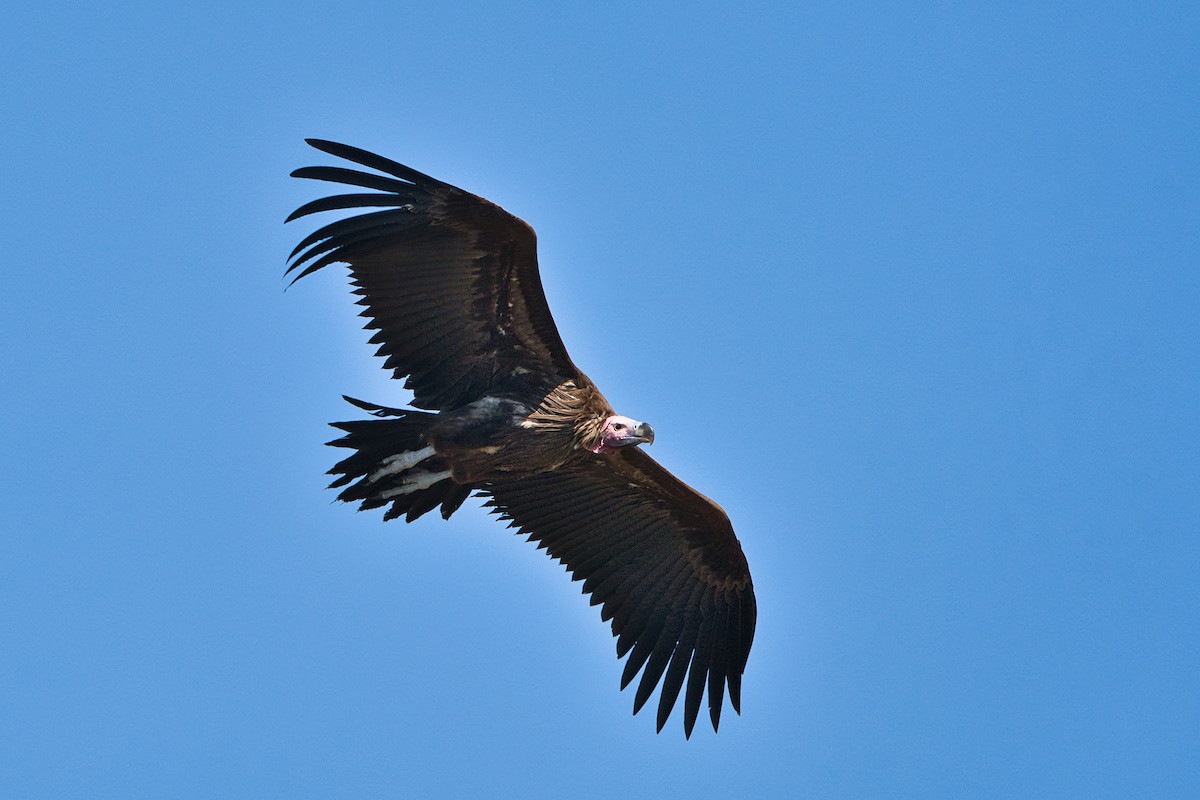 Sai belarriduna - ML646779967