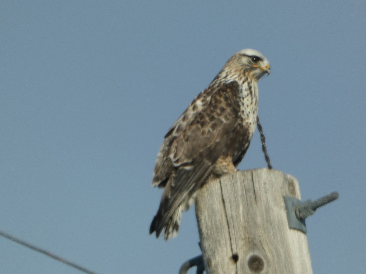 Buse pattue - ML646779969