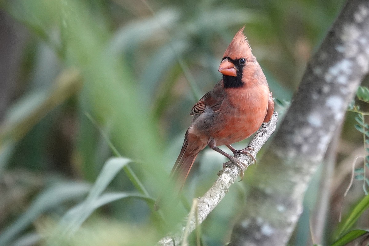 Northern Cardinal - ML646779970