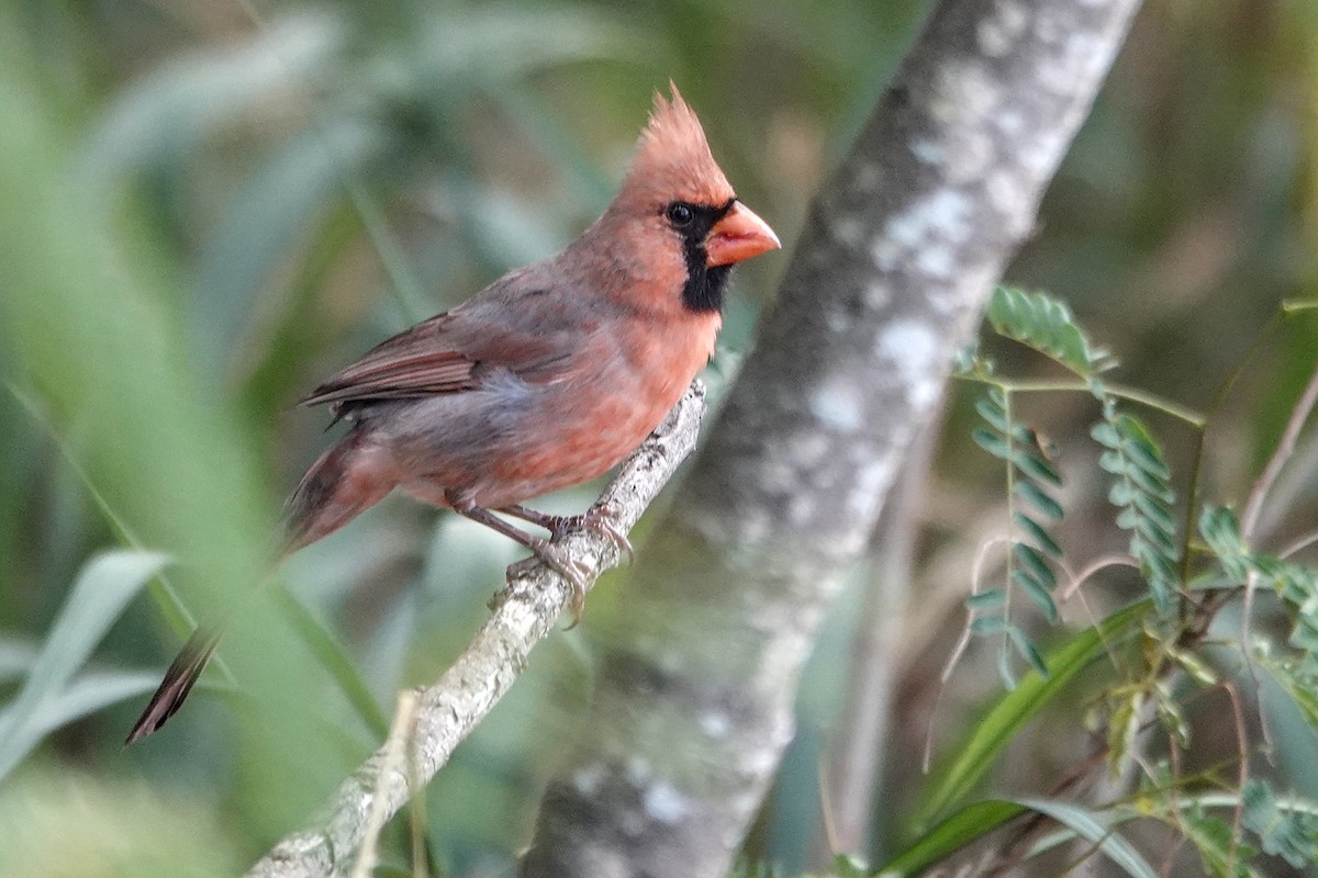 Northern Cardinal - ML646779972