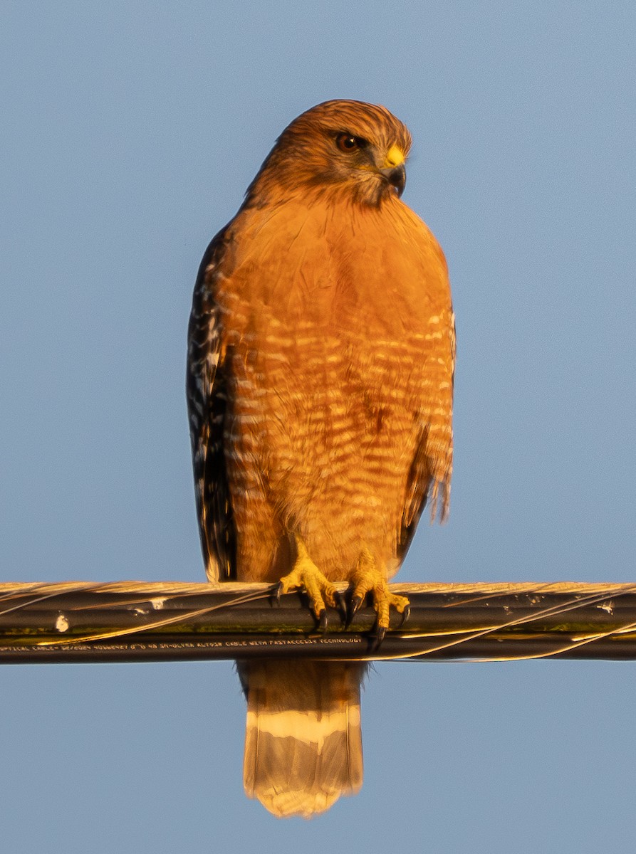 Red-shouldered Hawk - ML646779974