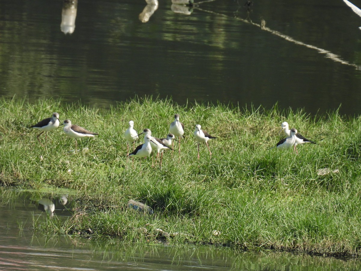 Кулик-довгоніг чорнокрилий - ML646779975