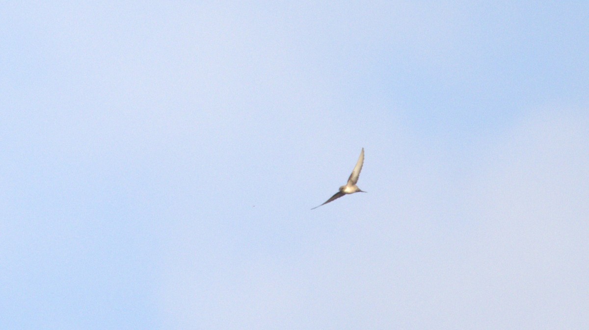 Eurasian Crag-Martin - ML646779976