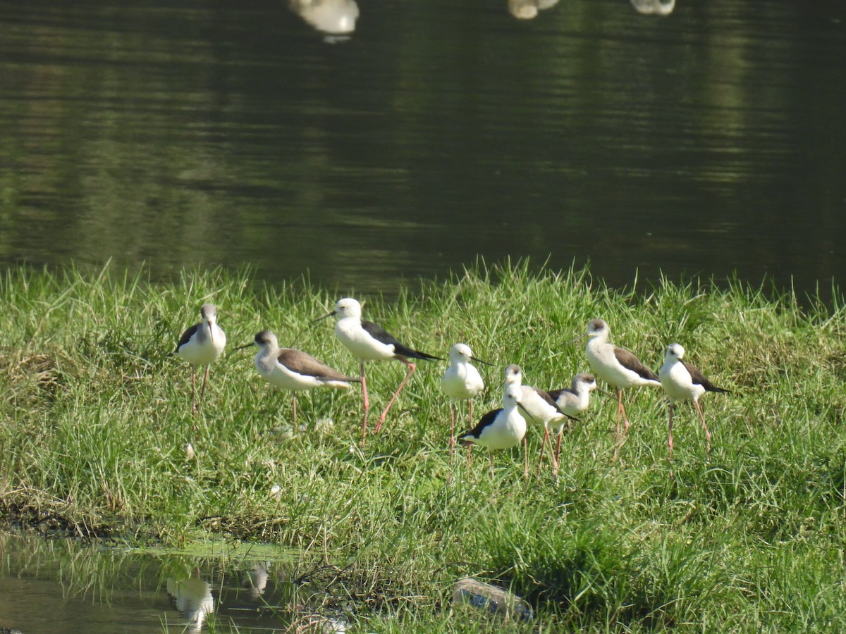 Кулик-довгоніг чорнокрилий - ML646779977