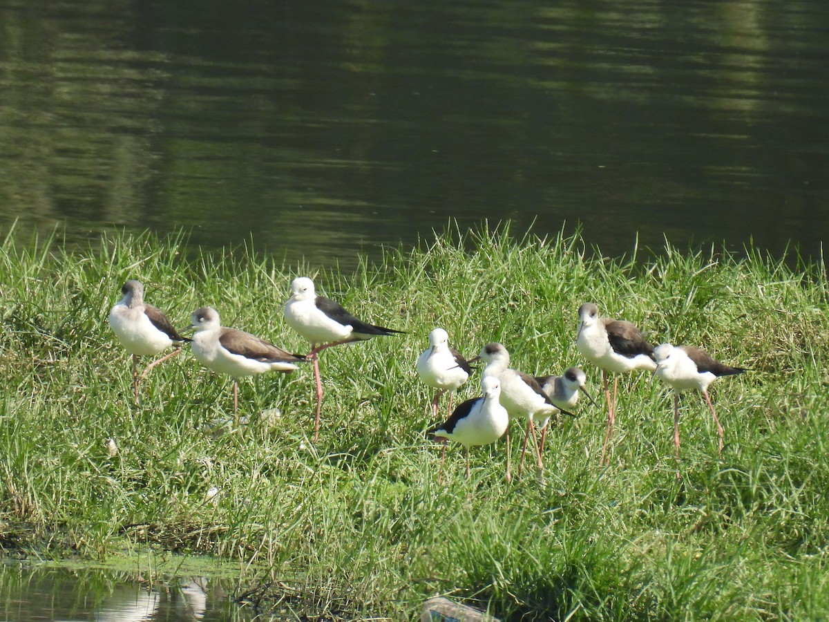 Кулик-довгоніг чорнокрилий - ML646779978