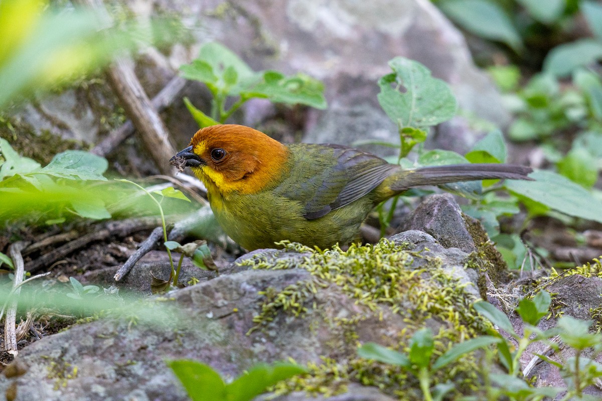 Заросляк болівійський - ML646779979