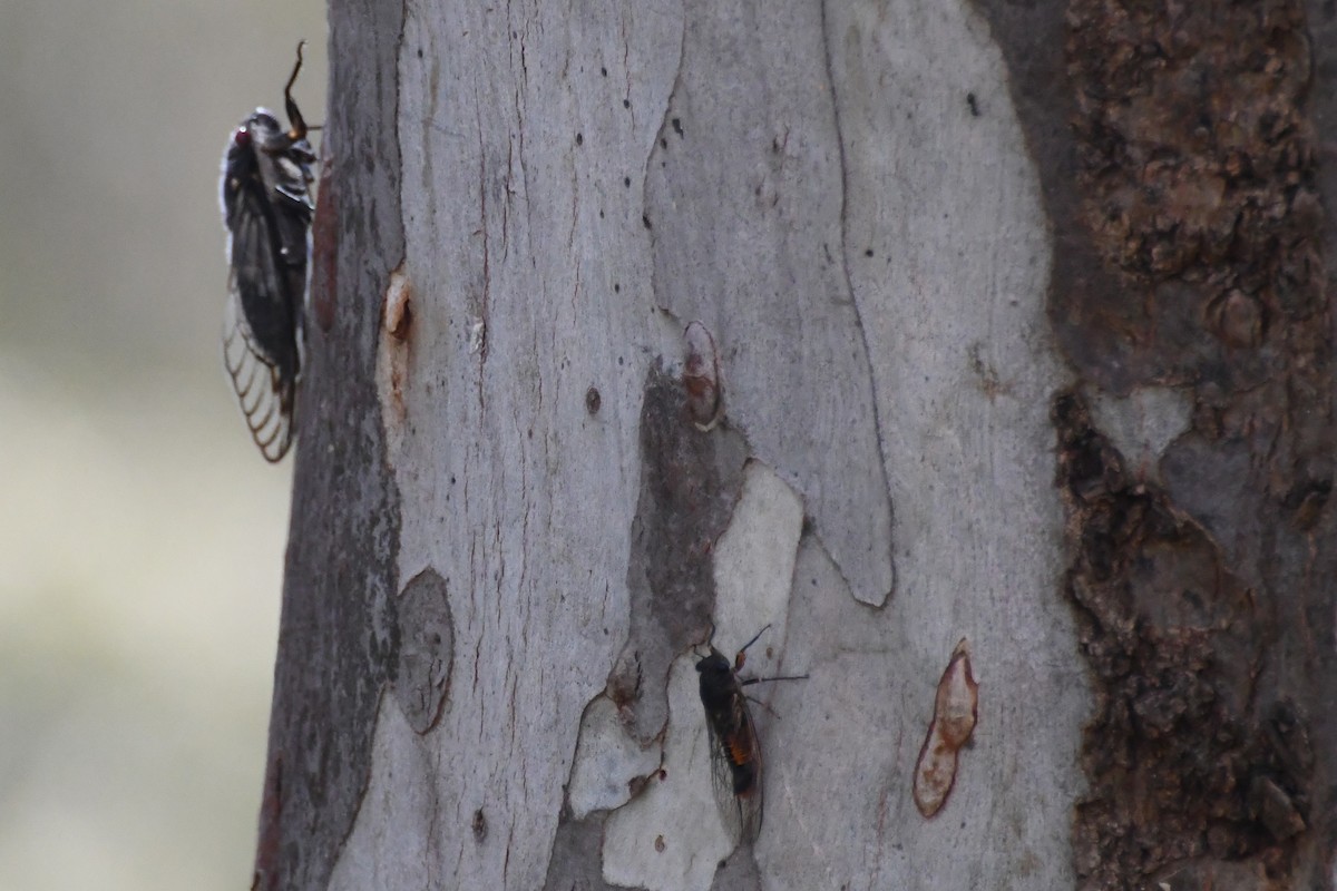 Animali - ML646779982