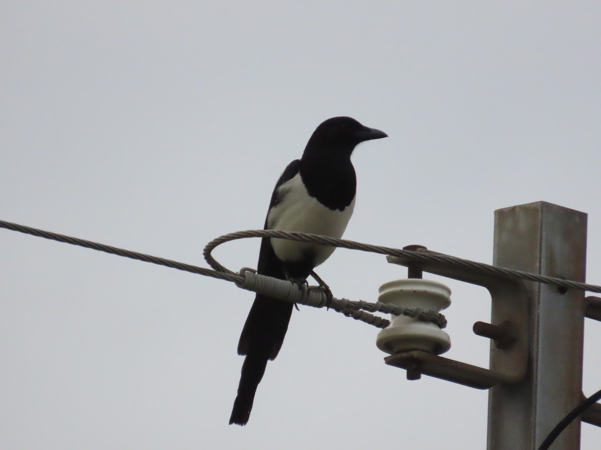 orientskjære - ML646779983