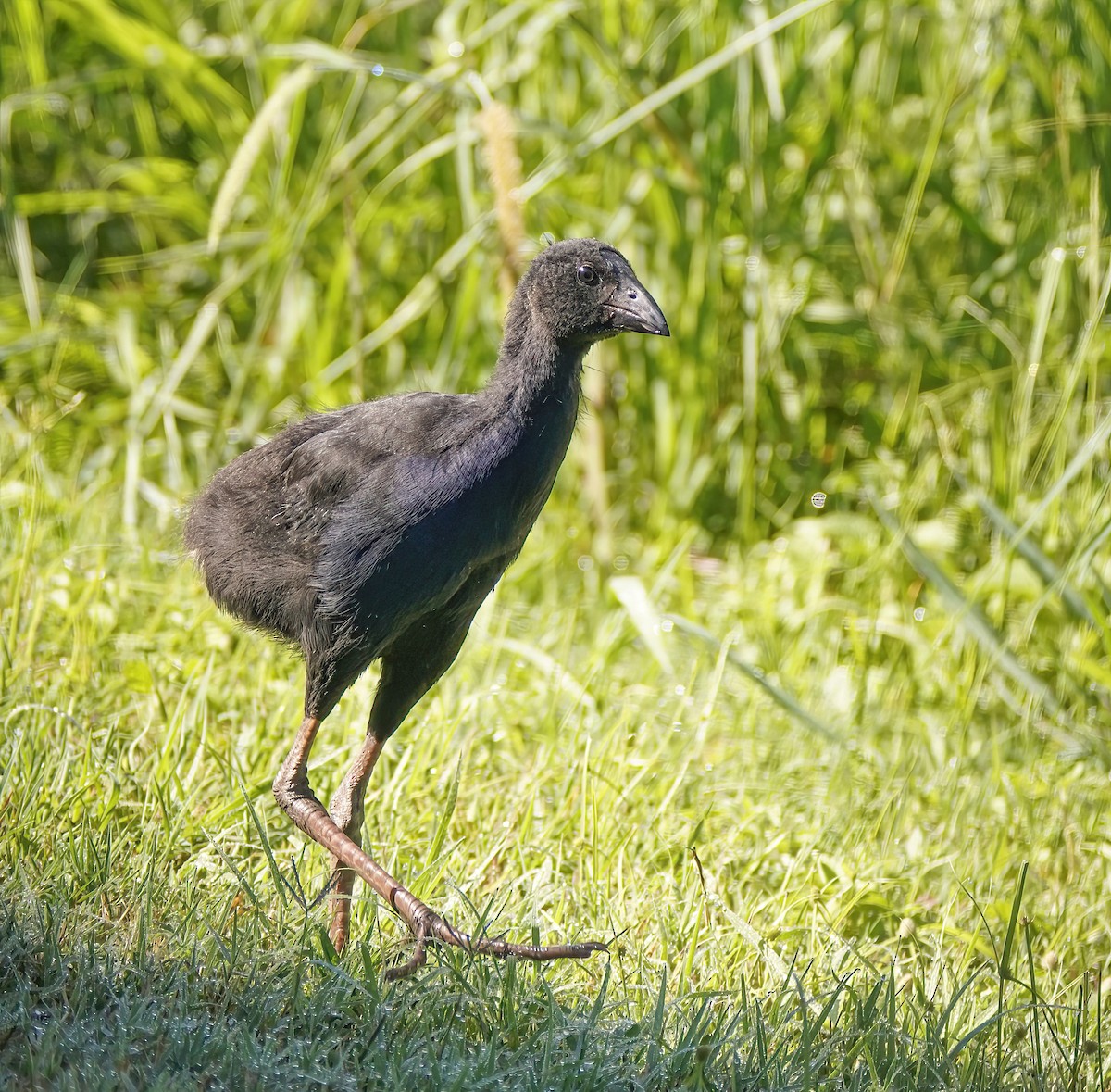 Australasian Swamphen - ML646779985