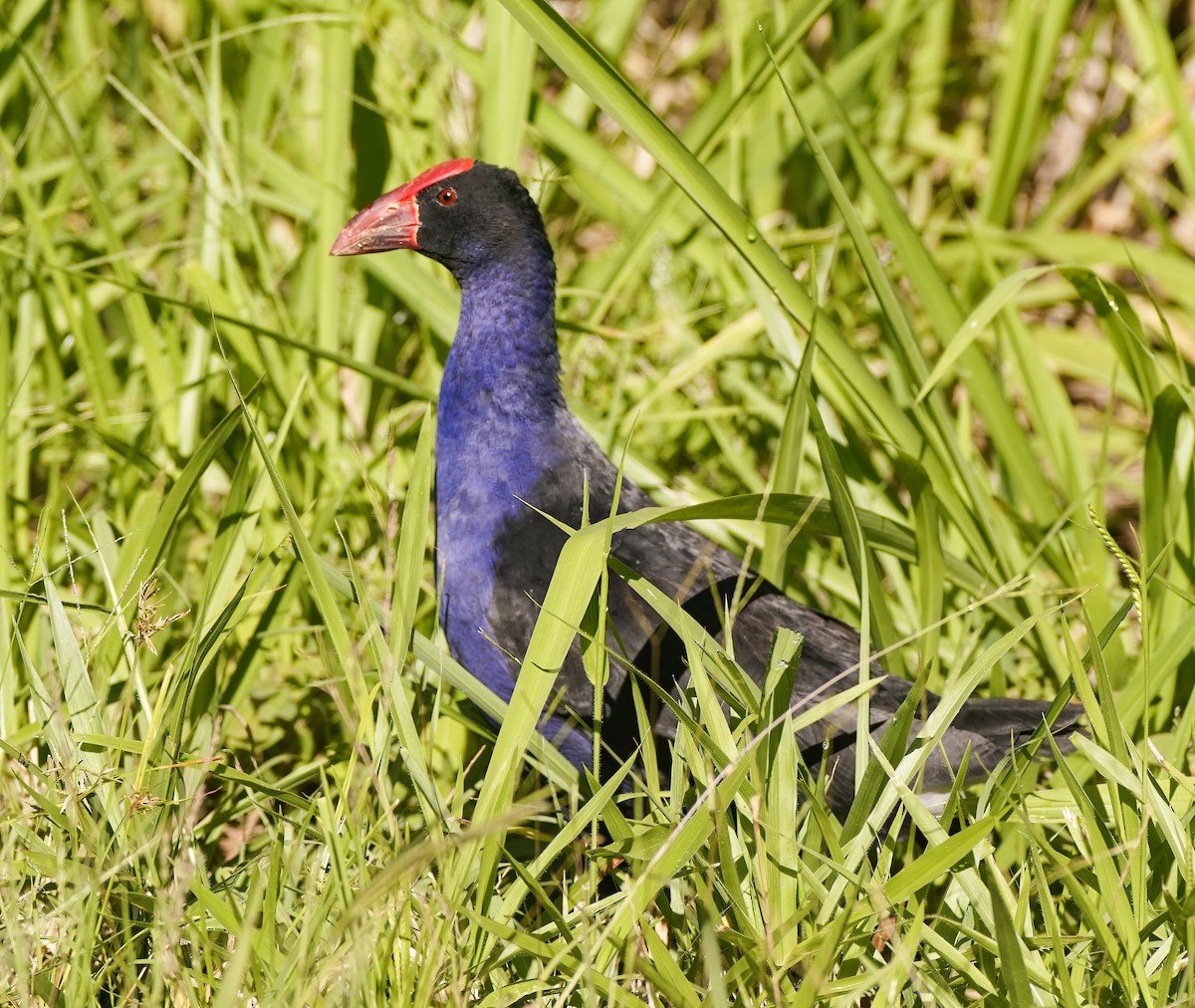 Australasian Swamphen - ML646779986