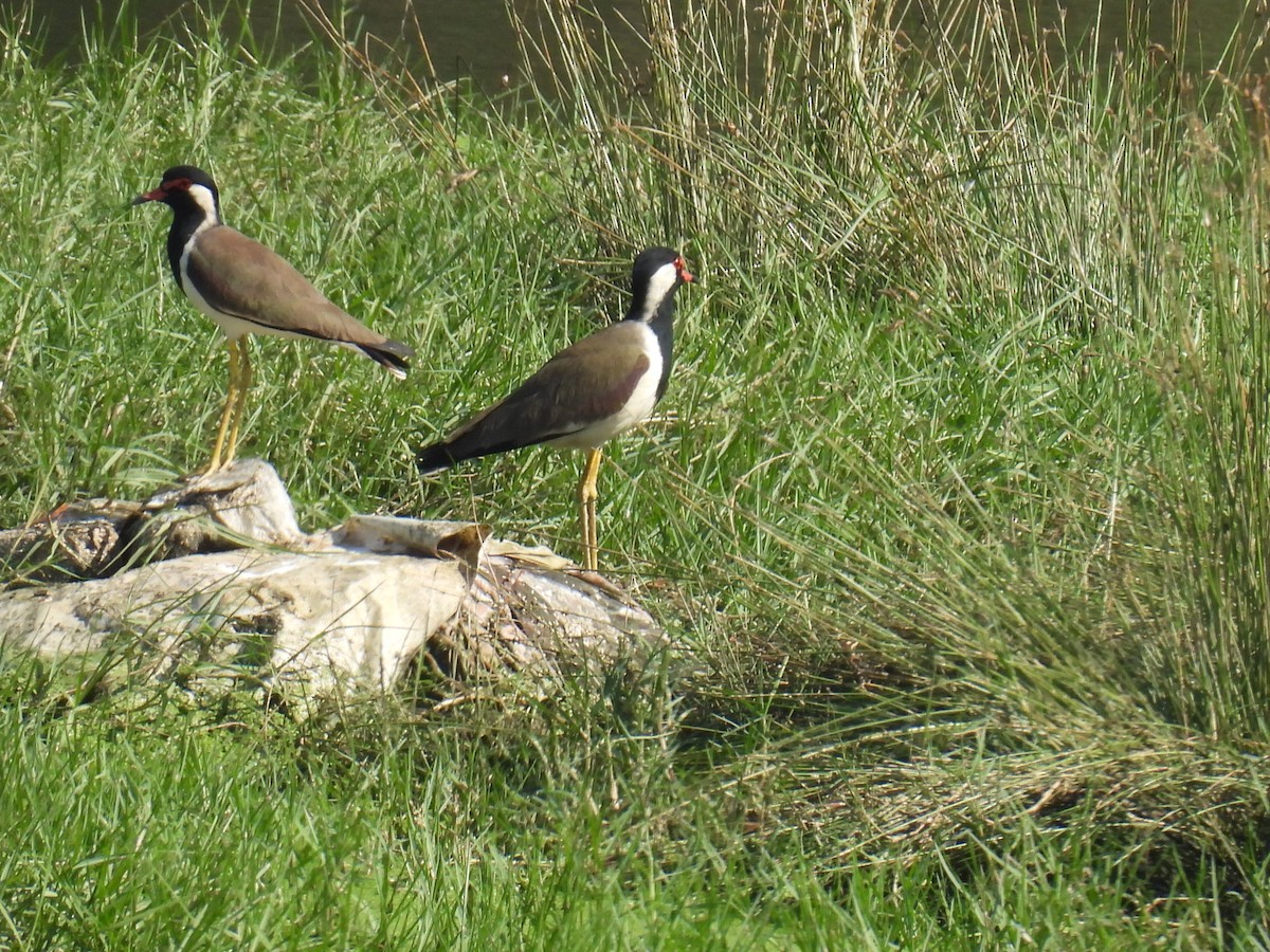 Чайка індійська - ML646779993