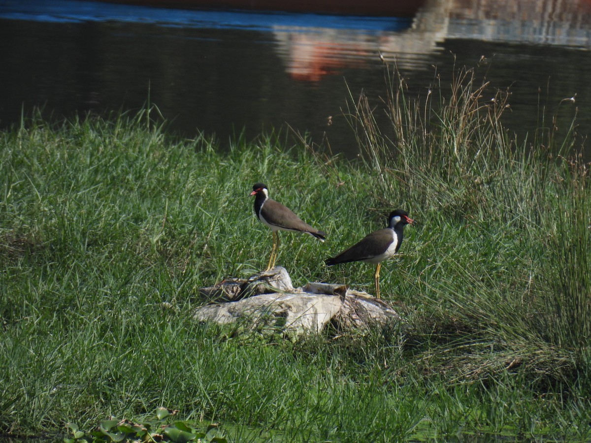 Чайка індійська - ML646779994