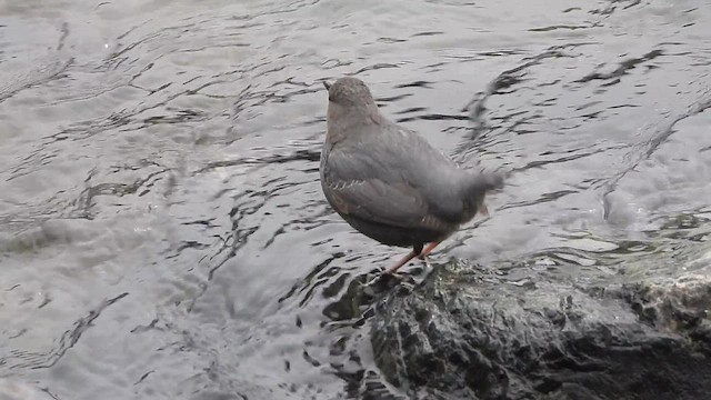 Серая оляпка - ML646779997