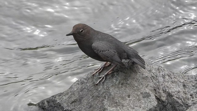 Серая оляпка - ML646779998