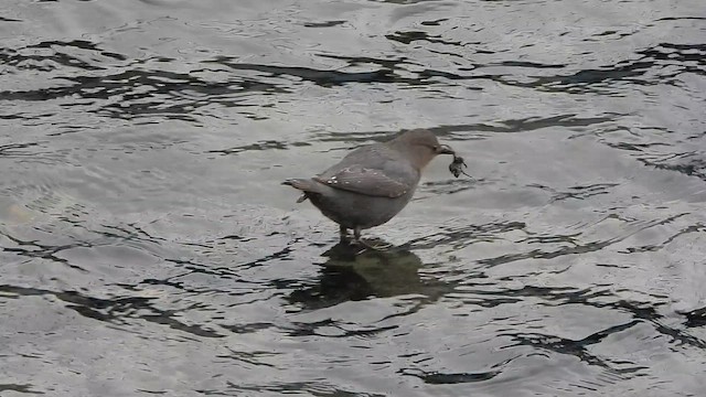 Серая оляпка - ML646779999