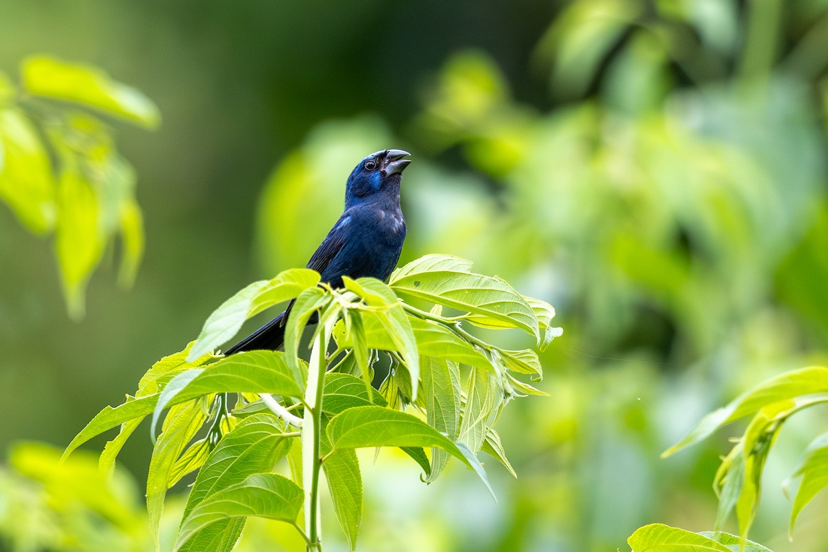 Лускар ультрамариновий - ML646780000