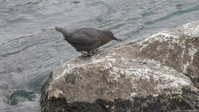 Серая оляпка - ML646780003