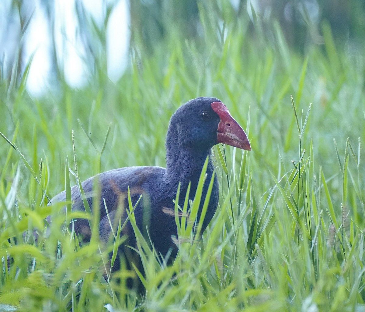 Australasian Swamphen - ML646780004