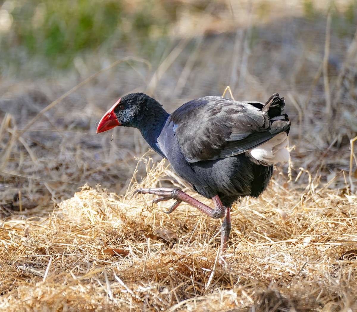 Australasian Swamphen - ML646780005