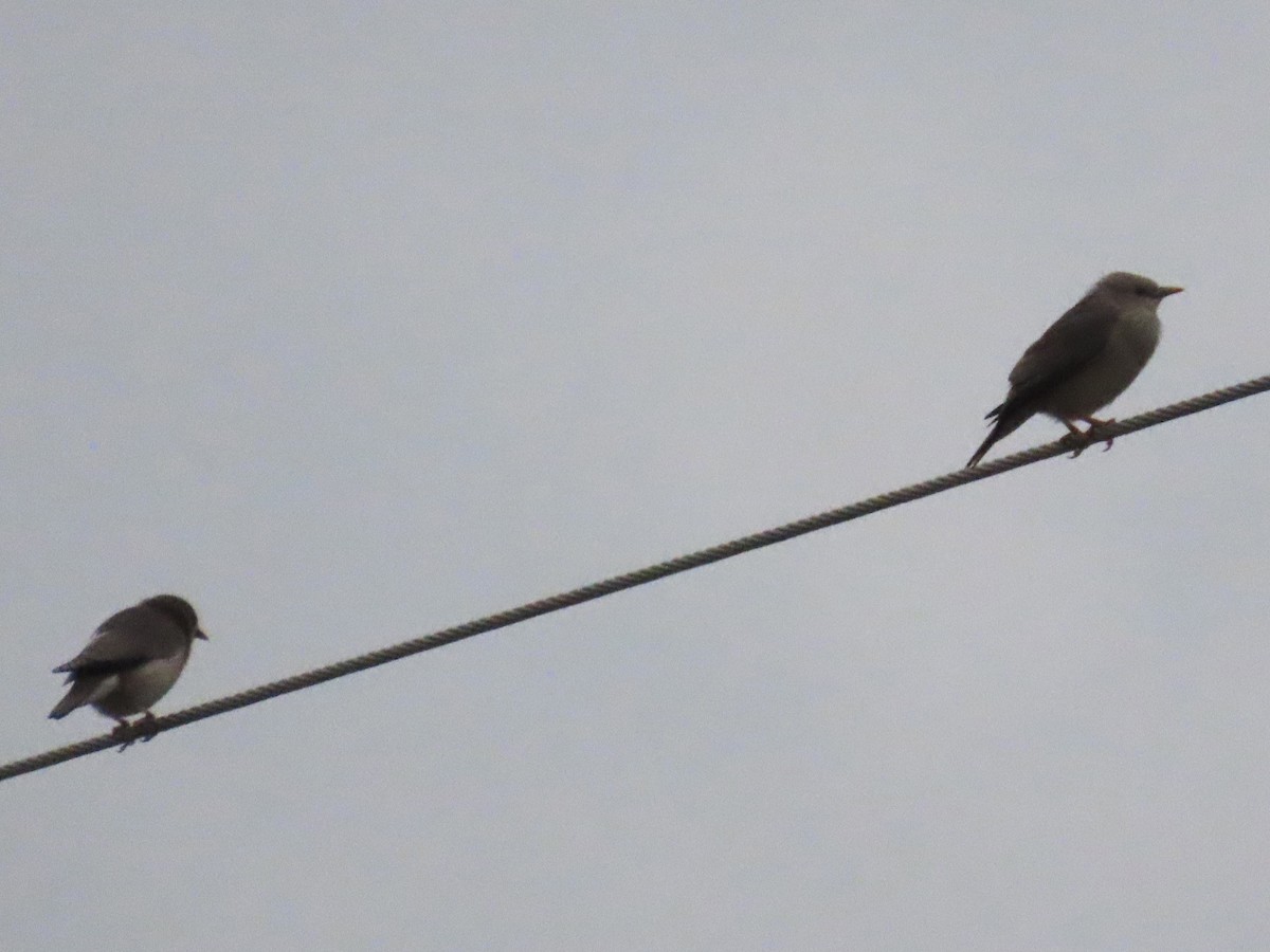 Chestnut-tailed Starling - ML646780007