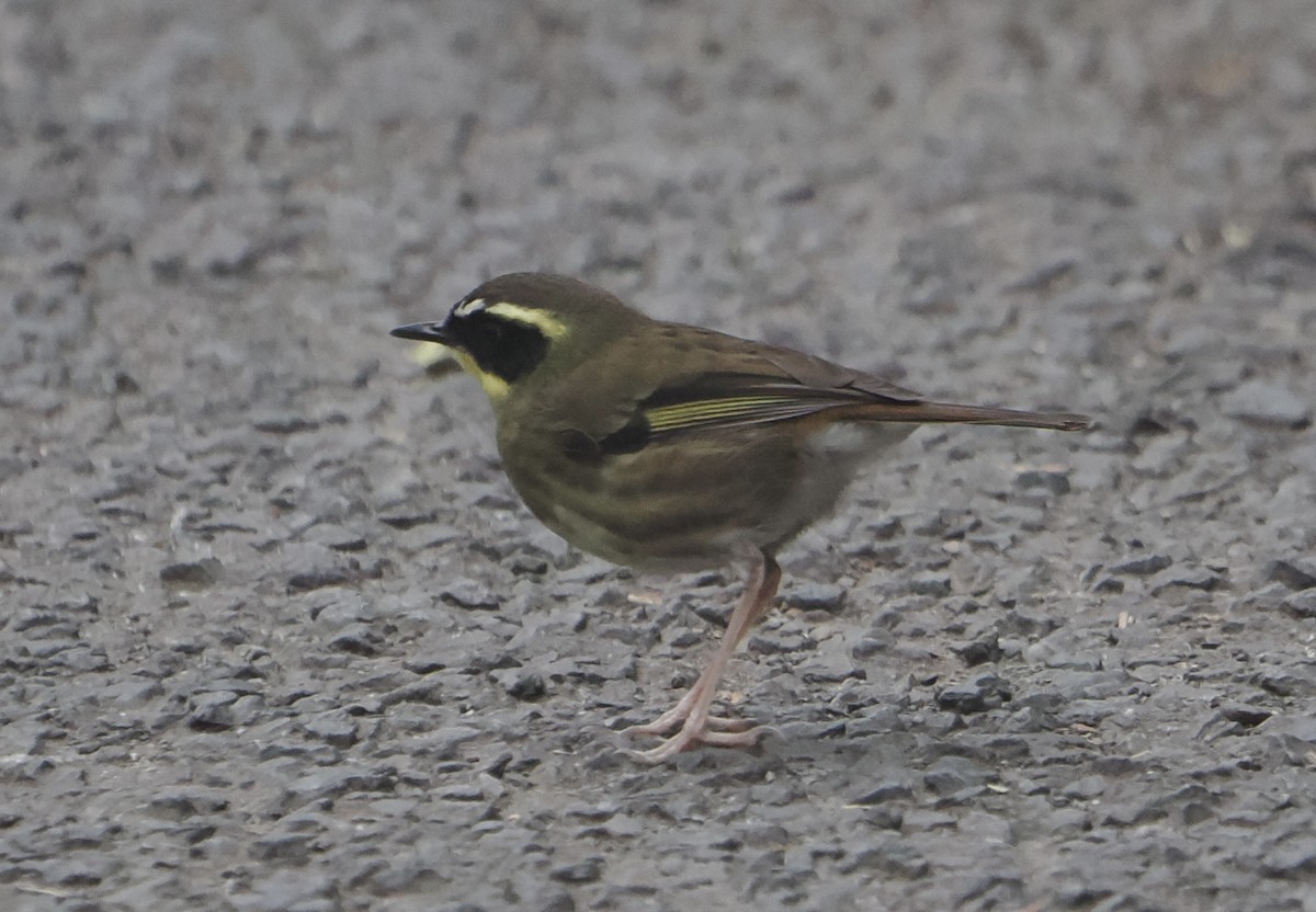 キノドヤブムシクイ - ML646780008