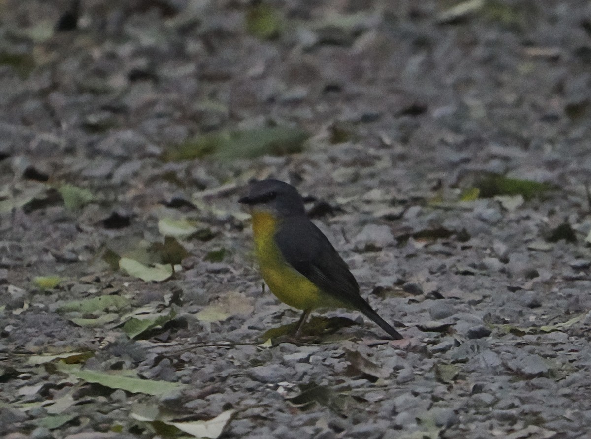 Doğulu Sarı Bülbül - ML646780017