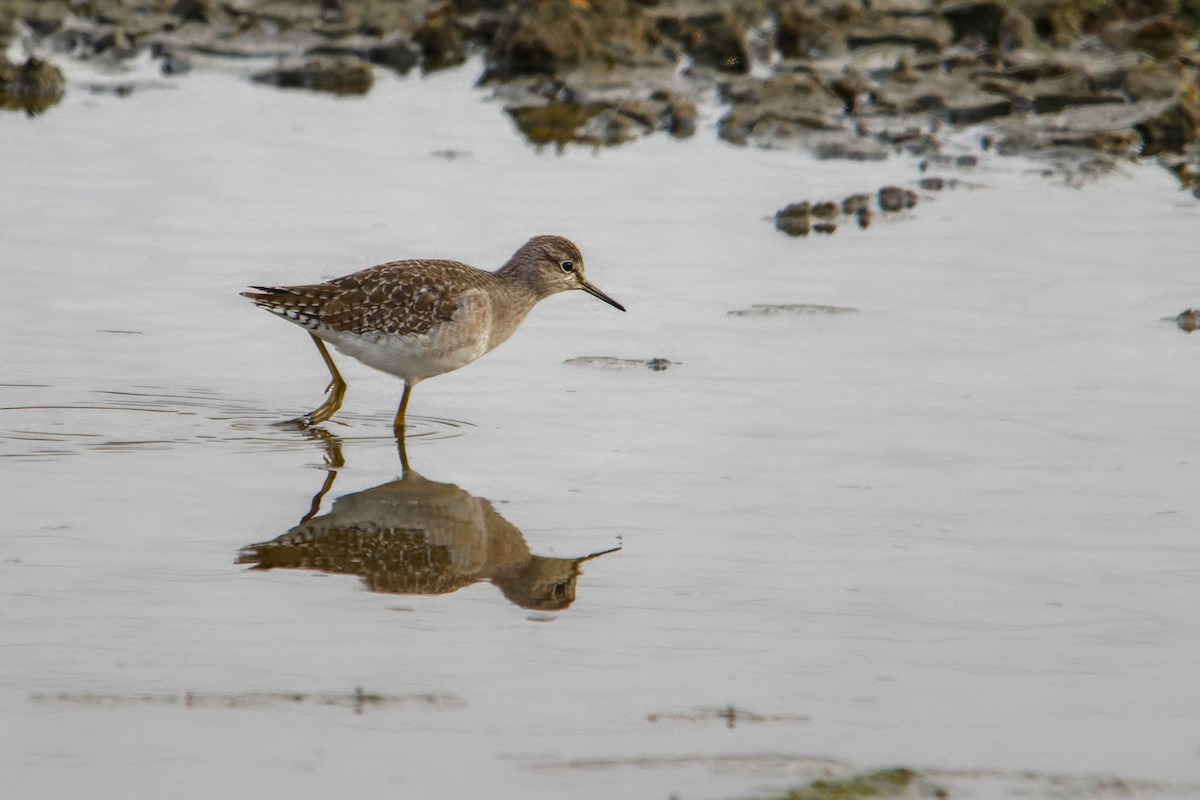 vodouš bahenní - ML646780020