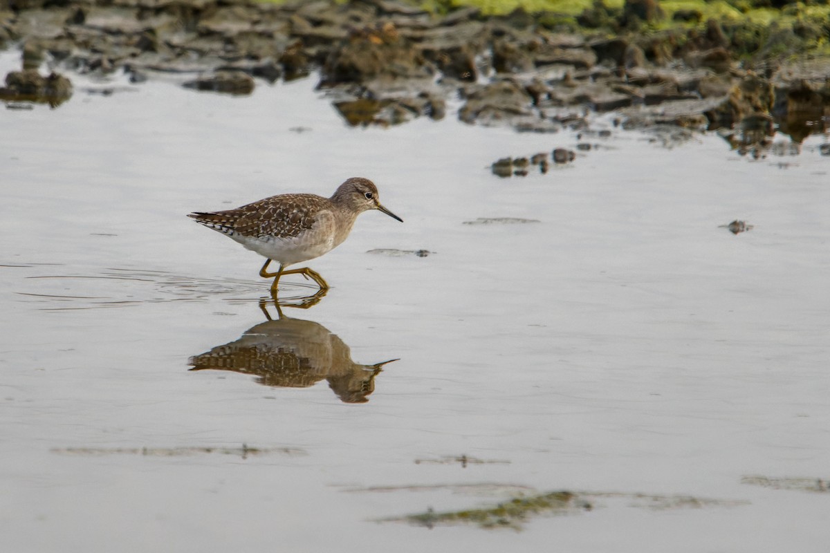 vodouš bahenní - ML646780021