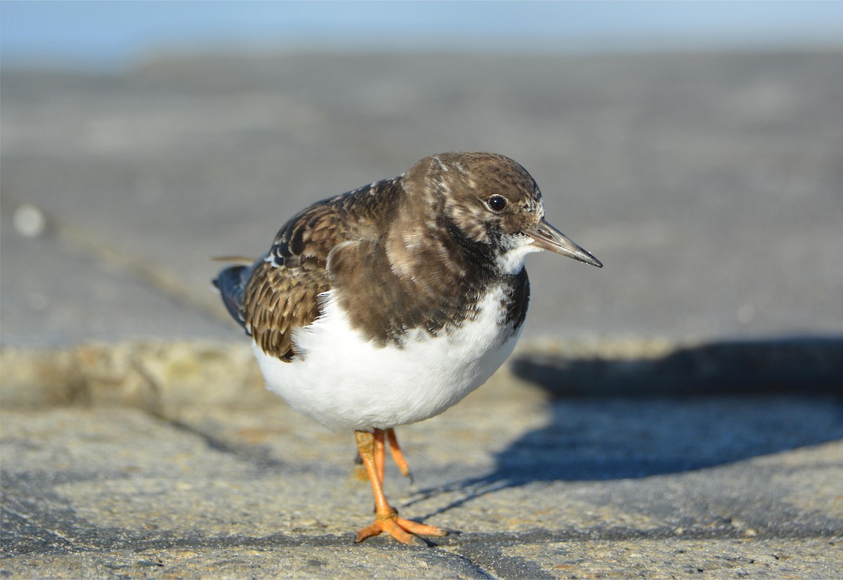 キョウジョシギ - ML646780022