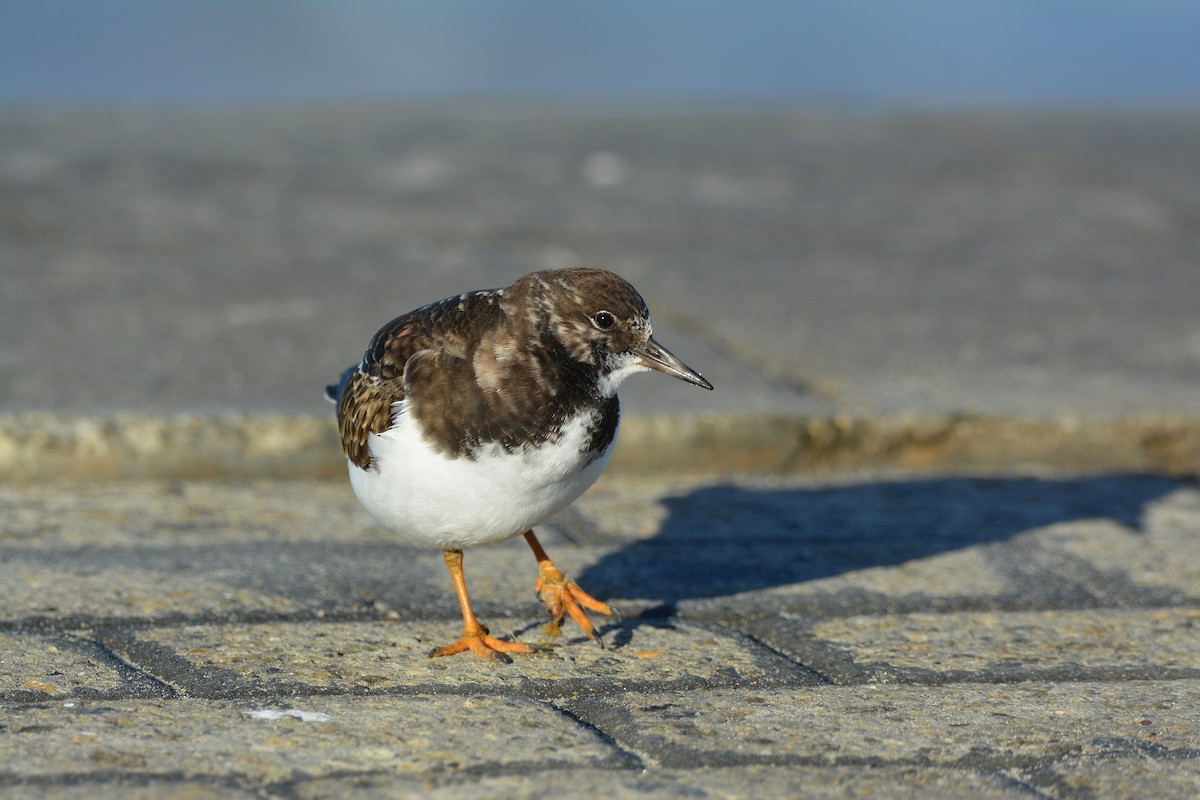 キョウジョシギ - ML646780023